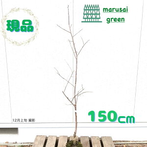 iytʎ:W{xm`(bBS) a` P  1.5mzt  A V{c[ ʎ A  uNʎ