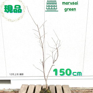 �����i�������y���t�ʎ�:�W�����{�x�m�`(�b�B�S��) �a�` �P�� ���� 1.5m�z���t������ ��� �A�� �V���{���c���[ �ʎ� ��A�� ��� �u�N�ʎ�