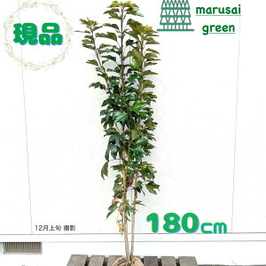 iyΎ:JN~m   1.8mzΒ  A V{c[  A A A Bꖪ ̔ O A ډB K[fjO GNXeA 뉀 a m LO