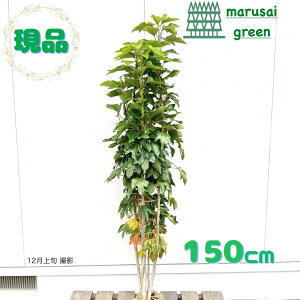 iyΎ:JN~m   1.5mzΒ  A V{c[  A A A Bꖪ ̔ O A ډB K[fjO GNXeA 뉀 a m LO