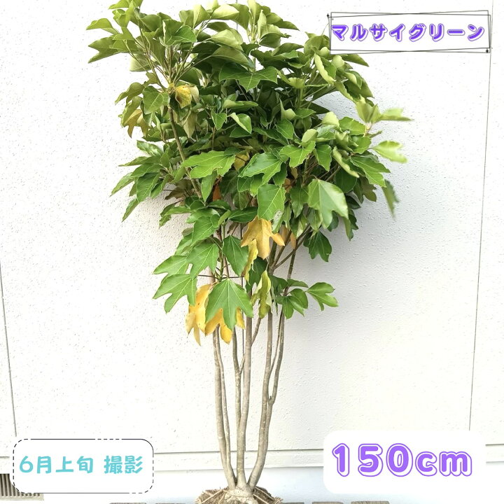 楽天市場】◎現品発送◎【常緑樹:カクレミノ 株 根巻 1.5m】常緑中低木 
