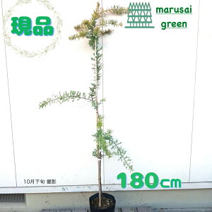 iy Ύ:~U AJVA P |bg 1.8mz΍