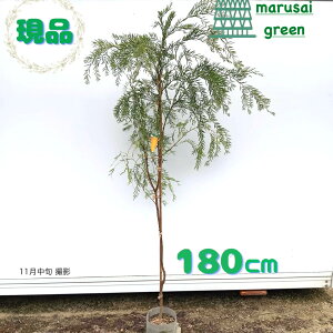 iyΎFAJVA uYx P |bg 1.8mzΒ  A V{c[ AJVARxj[