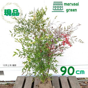 iyΎ:ie Ԕ~bNX   90cmzΒ  A V{c[ V̎ A ϊ