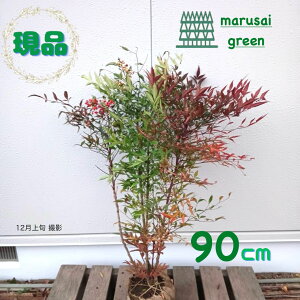 iyΎ:ie Ԕ~bNX   90cmzΒ  A V{c[ V̎ A ϊ