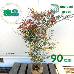 iyΎ:ie Ԕ~bNX   90cmzΒ  A V{c[ V̎ A ϊ