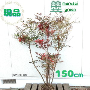 iyΎ:ie   1.5mzΒ  A V{c[ V̎ A ϊ