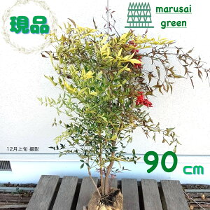 �����i�������y��Ύ�:�i���e�� �Ԕ��~�b�N�X �� ���� 90cm�z��Β���� ��� �A�� �V���{���c���[ ��V�̎� �����A �ϊ���