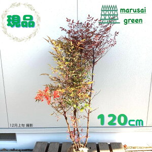 �����i�������y��Ύ�:�i���e�� �� ���� 1.2m�z��Β���� ��� �A�� �V���{���c���[ ��V�̎� �����A �ϊ���