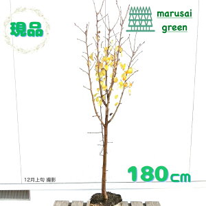 iyt:m EtX P |bg 1.8mzt