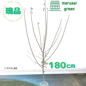 iyt:썂~ P  1.8mzt  A V{c[ Ϗ ϊ A