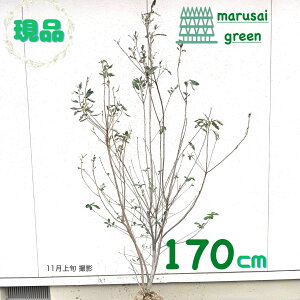 iyt:x~ P  1.7mzt  A V{c[ Ϗ ϊ A iMUN LEEcM