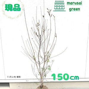 iyt:x~ P  1.5mzt  A V{c[ Ϗ ϊ A iMUN LEEcM