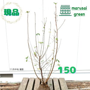 iyt:x~ P  1.5mzt  A V{c[ Ϗ ϊ A iMUN LEEcM