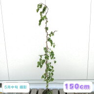 ◎現品発送◎【落葉樹:雲竜枝垂れ花桃 単木 根巻 1.5m】落葉中高木 広葉樹