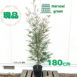 iyΎ: EJ ubNeB[c[ P |bg 1.8mz΍