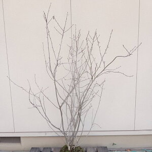 iyt:AjA `R[gx[   1.5mz t t  A V{c[ ډB K[fjO GNXeA