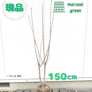 iyt:CbN  P  1.5mzt V{c[