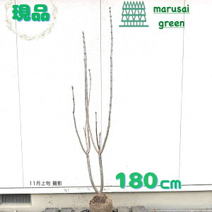 iyt:CbN  P  1.8mzt V{c[