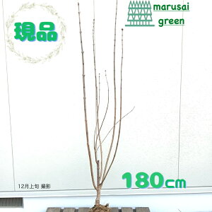 iyt:CbN  P  1.8mzt V{c[