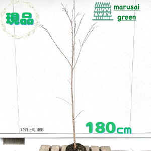 yt:\CVm  P  1.8mzt Lt  A  A A ߂悵 V{c[ ̔  g VmUN Ϗ ϊ ډB K[fjO 