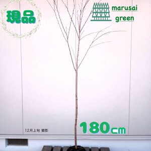 �y���t��:�\���C���V�m �� �P�� ���� 1.8m�z���t���� �L�t�� ��� �A�� ���� �A�� �A�� ���߂��悵�� �V���{���c���[ �̔� ������ ����g�� ���V�m�U�N�� �Ϗ��� �ϊ��� �ډB�� �K�[�f�j���O 