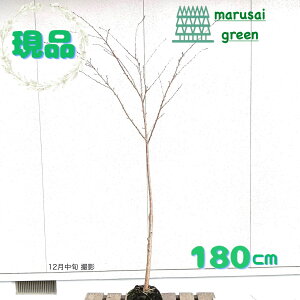 �y���t��:�\���C���V�m �� �P�� ���� 1.8m�z���t���� �L�t�� ��� �A�� ���� �A�� �A�� ���߂��悵�� �V���{���c���[ �̔� ������ ����g�� ���V�m�U�N�� �Ϗ��� �ϊ��� �ډB�� �K�[�f�j���O 