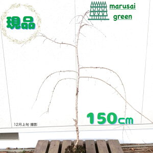 iyt:} d炫 P  1.5mzt Lt  A  A A V{c[ 