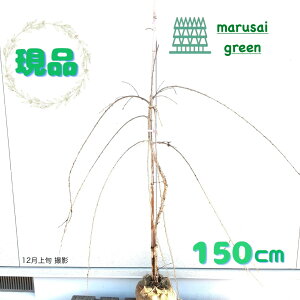 �����i�������y���t��:���}����� ���d�炫 �P�� ���� 1.5m�z���t��� �L�t�� ��� �A�� ���� �A�� �A�� �V���{���c���[ ������