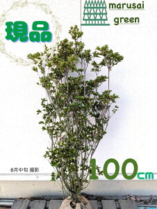 iyΎ:văccW niA\r  100cmzΒ A  V{c[ N ԗV Ԃ