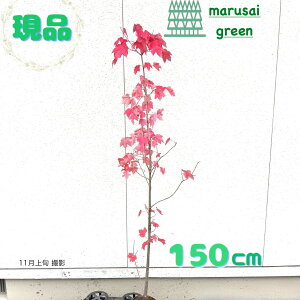 yt:AJnimL bhTZbg P |bg1.5mzt Lt i