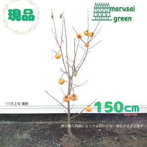 iytʎ:xL` P  1.5mzt  A V{c[ ʎ A Ê` ʏ` uNʎ