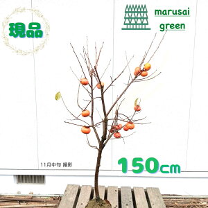 iytʎ:xL` P  1.5mzt  A V{c[ ʎ A Ê` ʏ` uNʎ