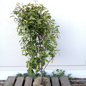 植木 盆栽 カラタネオガタマ」の人気商品一覧・価格比較 - 価格.com