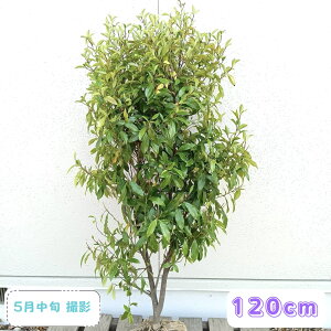 植木 盆栽 カラタネオガタマ」の人気商品一覧・価格比較 - 価格.com