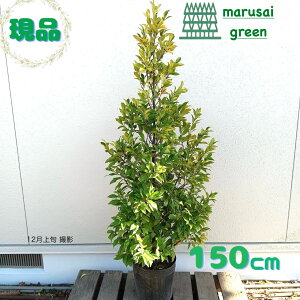 iyJ^lIK^}  P |bg 1.5mzΎ Β  A؁@V{c[ gEIK^}