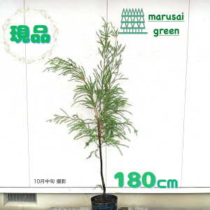 ◎現品発送◎【常緑樹: メラレウカ ブラックティーツリー 単木 ポット 1.8m】常緑高木