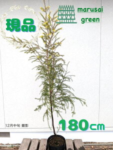 �����i�������y��Ύ�: �������E�J �u���b�N�e�B�[�c���[ �P�� �|�b�g 1.8m�z��΍���