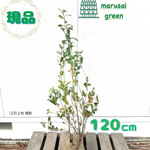 �����i�������y���t�ʎ�:�u���[�x���[ �z�[���x�� ���� 1.2m�z ���t��� ���r�b�g�A�C�n