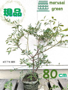 iyt:u[x[ eBtu[ |bg 80cmz t rbgACn