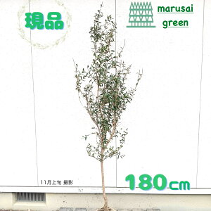 iytʎ:JtHjAUN P  1.8mzt  A  V{c[ ʎ Ȃ ɋ ƌ ϊ Ϗ aQɋ uNʎ