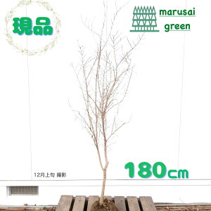 iytʎ:JtHjAUN P  1.8mzt  A  V{c[ ʎ Ȃ ɋ ƌ ϊ Ϗ aQɋ uNʎ