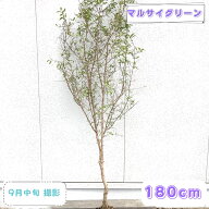 ◎現品発送◎【落葉果樹:カリフォルニアザクロ 単木 根巻 1.8m】落葉高木 庭木 植木 樹木 シンボルツリー…