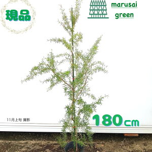 iyΎ: eB[c[ P |bg 1.8mz΍  A V{c[ vgXy} ~