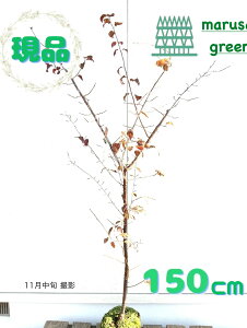 iy t:gtX nEbh P  1.5mz t