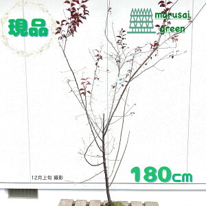 �y ���t��:�g�t�X���� �n���E�b�h �P�� ���� 1.8m�z ���t����