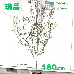 iyt:m EtX P |bg 1.8mzt