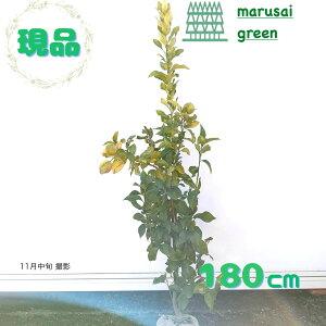 iyΉʎ:̖ rAtJ P  1.8mz ΍  A V{c[ u₩ȍ ʏ`  ƌ uNʎ