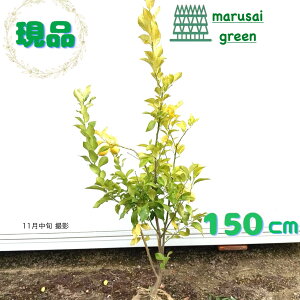 iyΉʎ:̖ rAtJ P  1.5mz ΍  A V{c[ u₩ȍ ʏ`  ƌ uNʎ