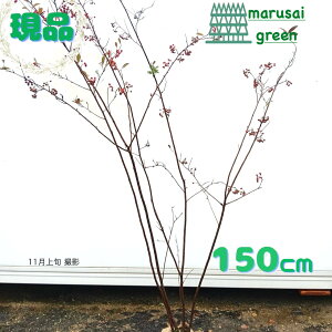 iytʎ:AjA NbNx[  1.5mzt t  A